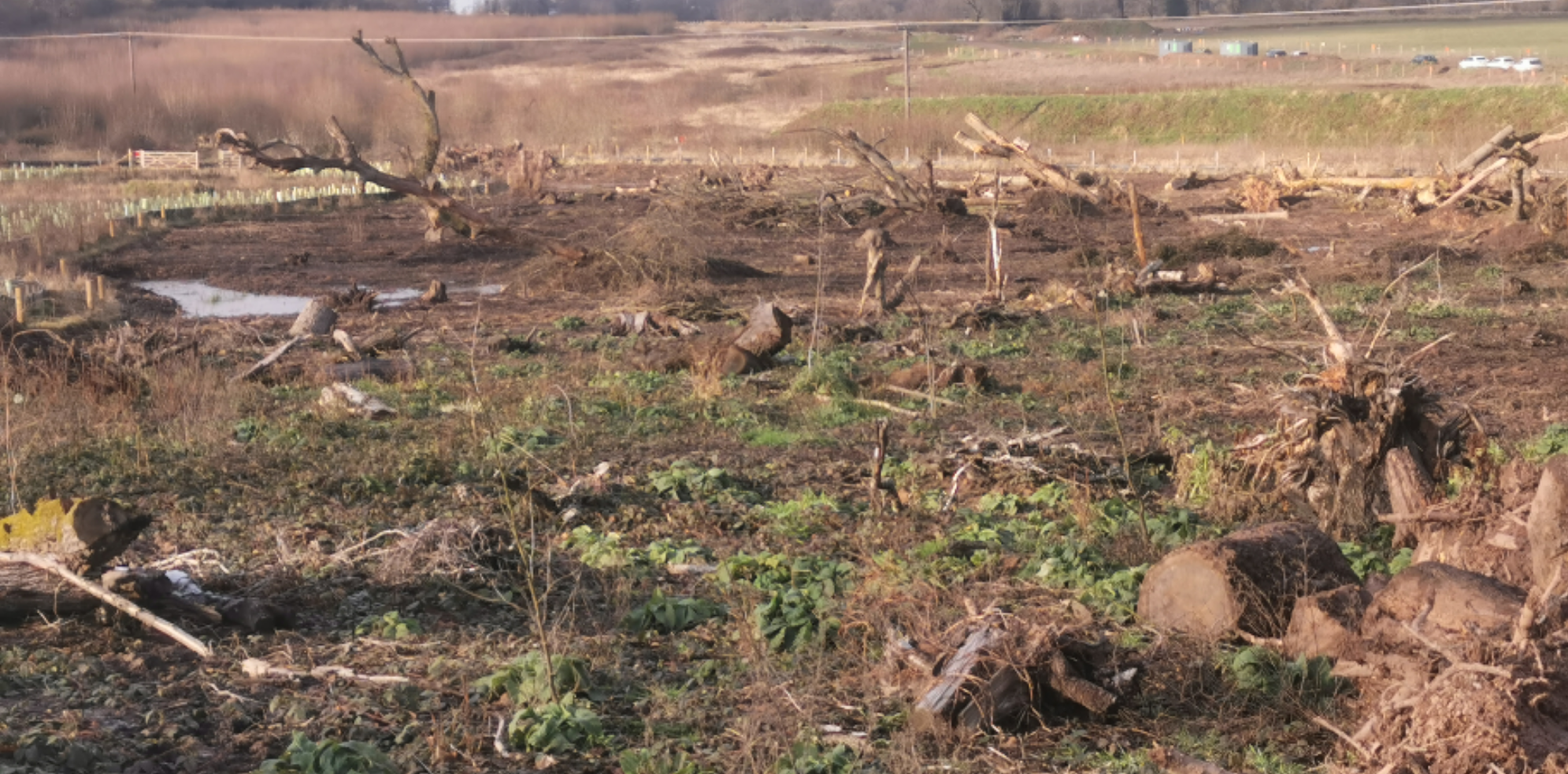 Ancient Woodland Translocation on behalf of 5R - Before