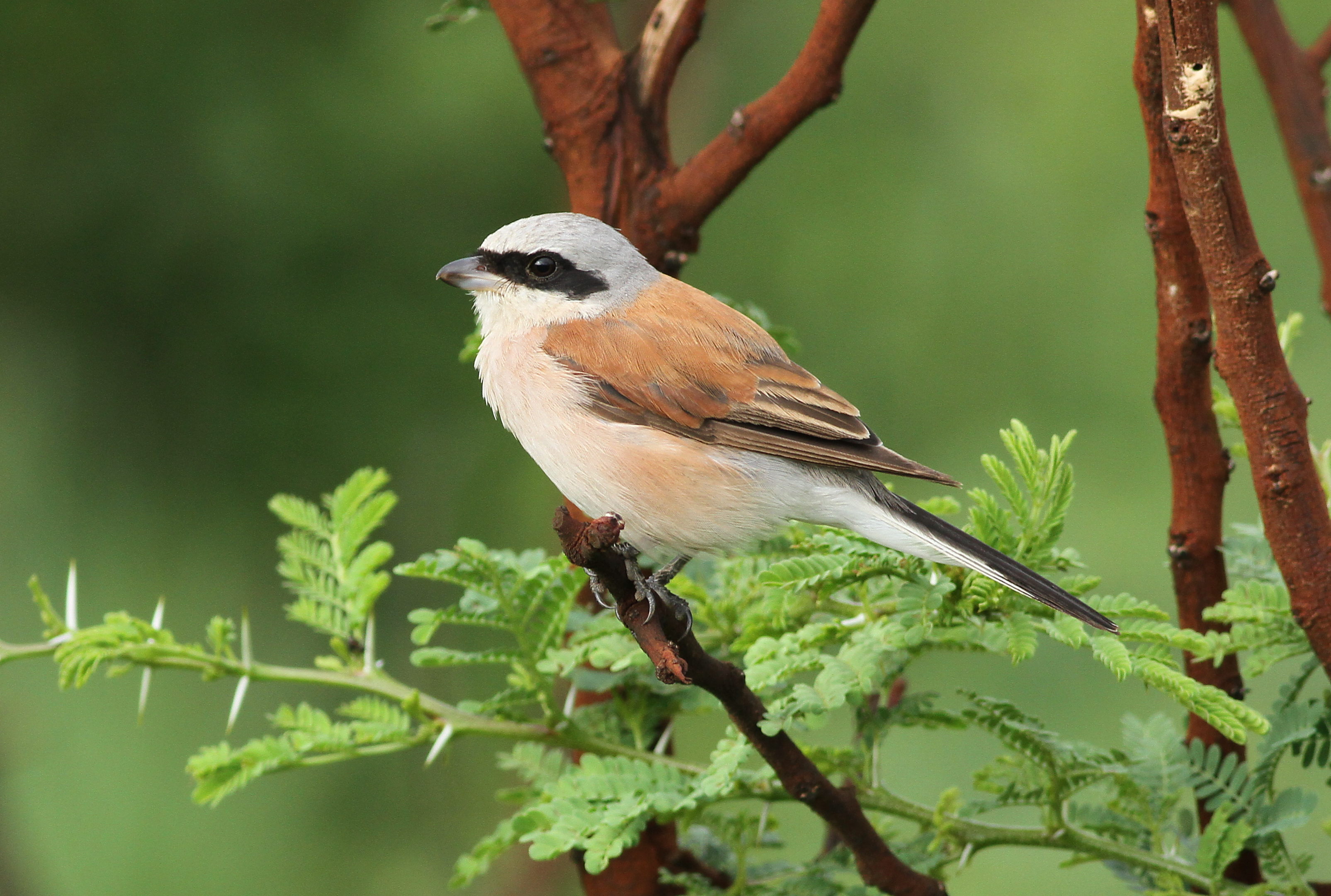 Red Backed Shrike, which is a species that's functionally extinct in the UK, It could be brought back with minimal effort by just encouraging scrub land to grow